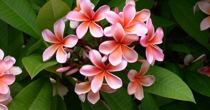 7 Bunga Warna Pink Tercantik di Dunia | Popmama.com