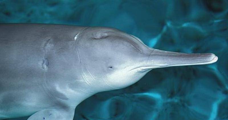 wikiwand.com/Wikiwand