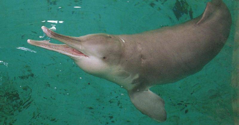 Sixthtone.com/SIXTH TONE