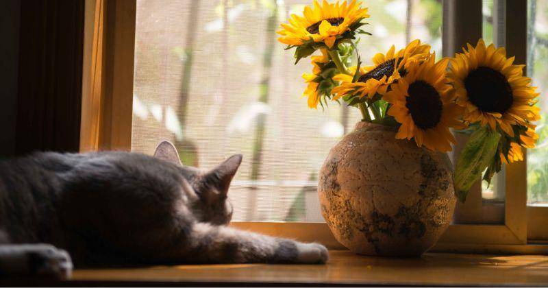Pexels/ Cats Coming