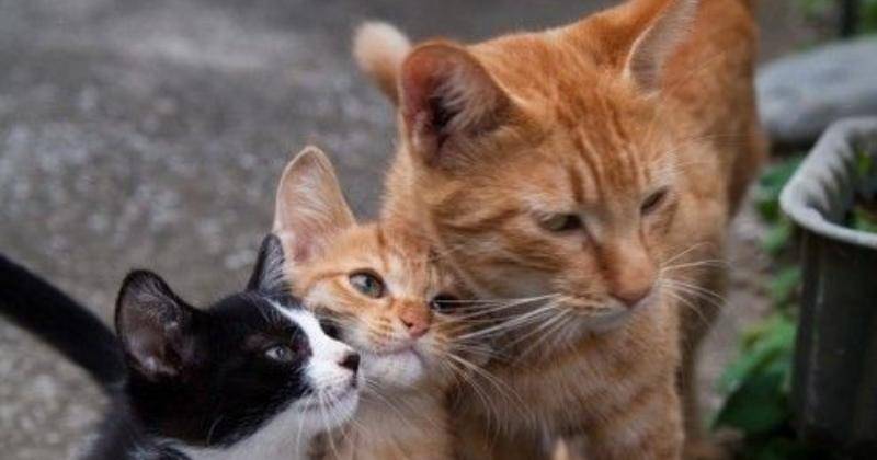 Pinterest.com/Yumikasari Putri