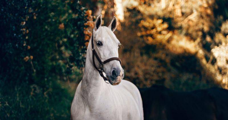 Pexels/ Helena Lopes