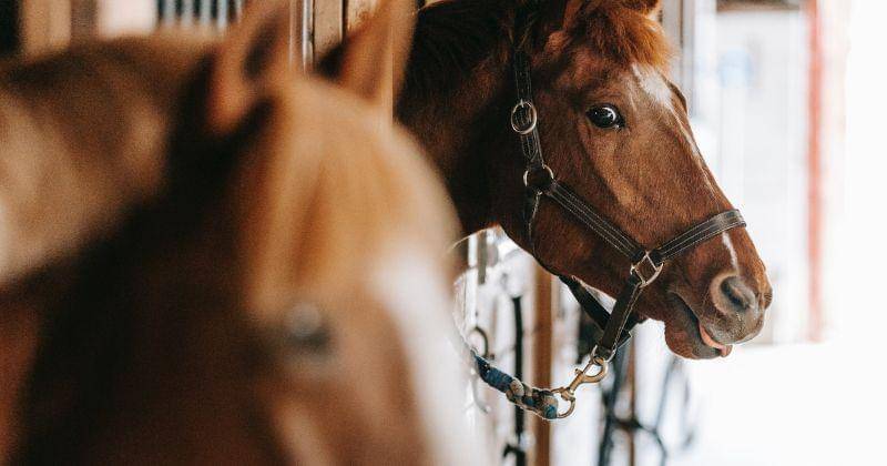 Pexels/ Barbara Olsen