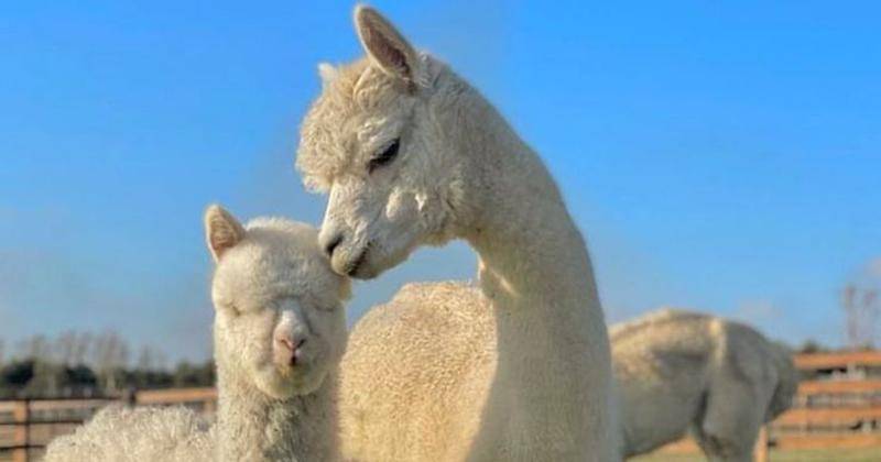 9 Hewan dari Huruf A, Mana yang Sudah Pernah Anak Mama Lihat?