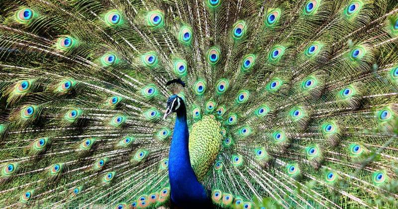 Pexels/NAUSHIL | SKYHAWK. ASIA