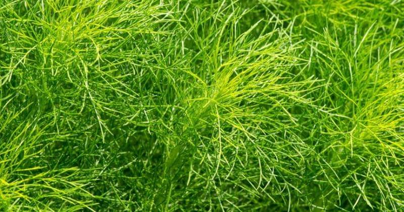 Freepik/Jakasuryanta