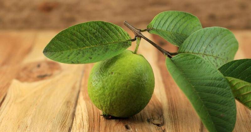 14 Manfaat Jambu Biji untuk Ibu Hamil, Bantu Perkembangan Otak Janin