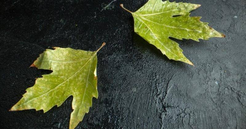 Freepik/KamranAydinov