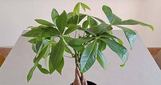 sendflowersbarcelona.es