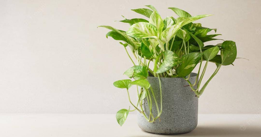 Freepik/wasant_foodtography