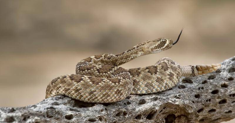 commons.wikimedia.org