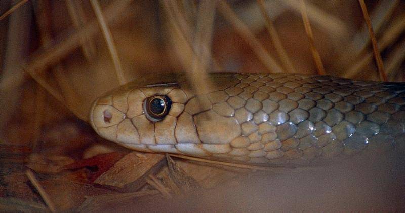 commons.wikimedia.org