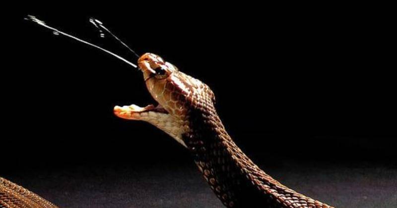 Pinterest.com/Daily Mail