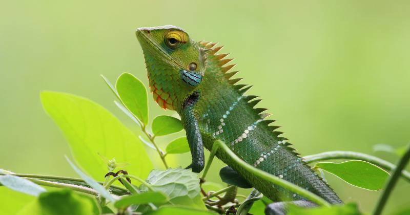 https://www.pexels.com/photo/closeup-photography-of-chameleon-312826/