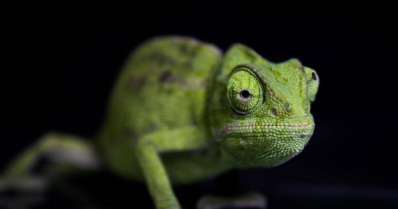 Pexels/Thameur Dahmani