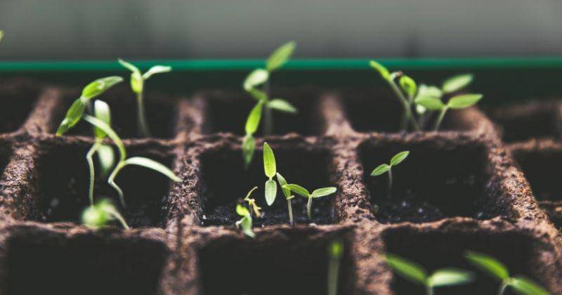 Pexels/Markus Spiske