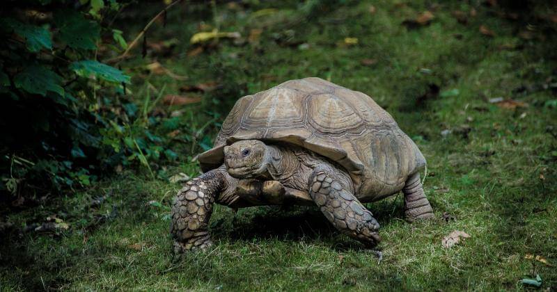 Unsplash/Luca Ambrosi