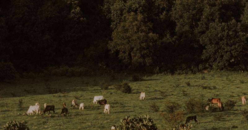 Pexels/Andrea Garibay