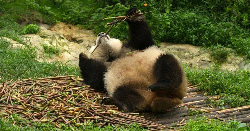 Pexels/Ramaz Bluashvili