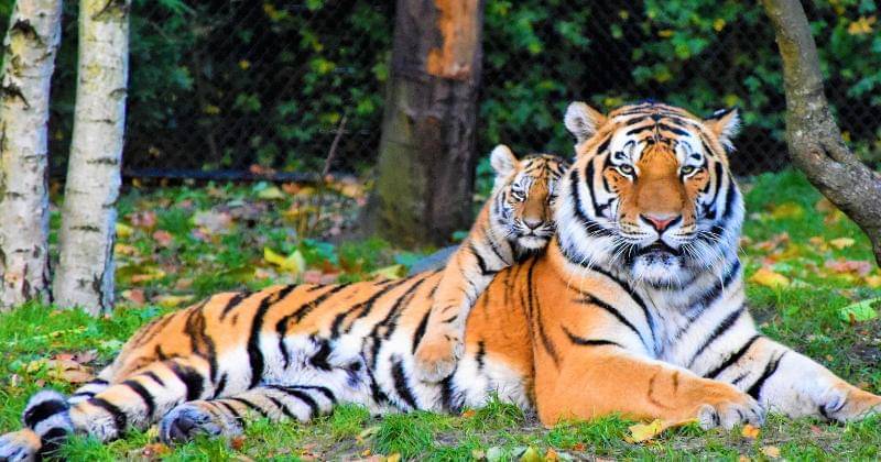 Pexels/Waldemar Brandt 