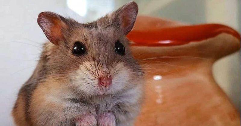 Instagram.com/hamster_loversworld