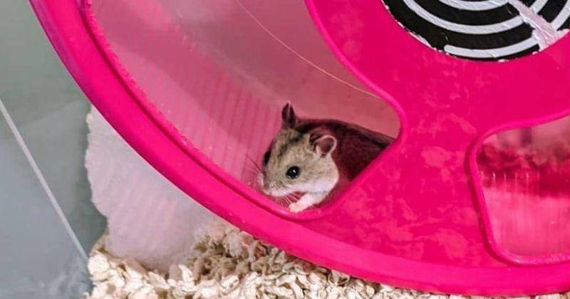 Instagram.com/rodentslove