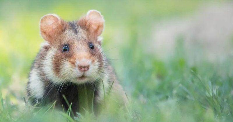 Instagram.com/anau_chrysaetos