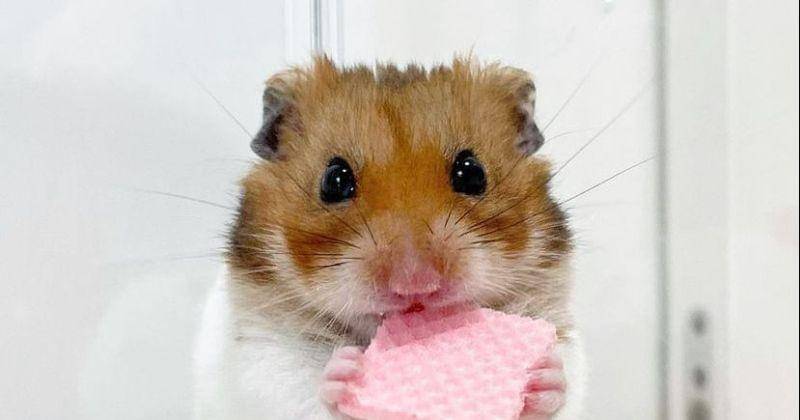 Instagram.com/murasanchi_0301