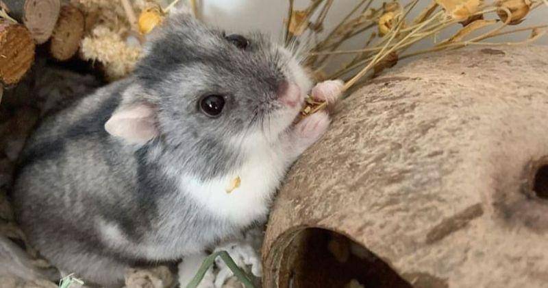 Instagram.com/lunaandrockyy