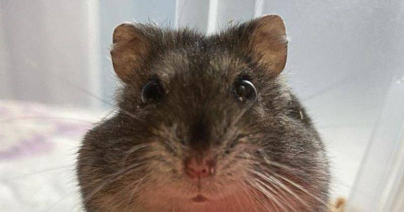 Instagram.com/zoolopes