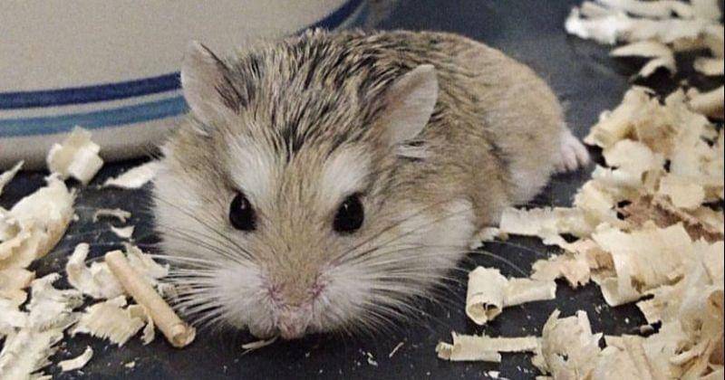 Instagram.com/bab.hamster