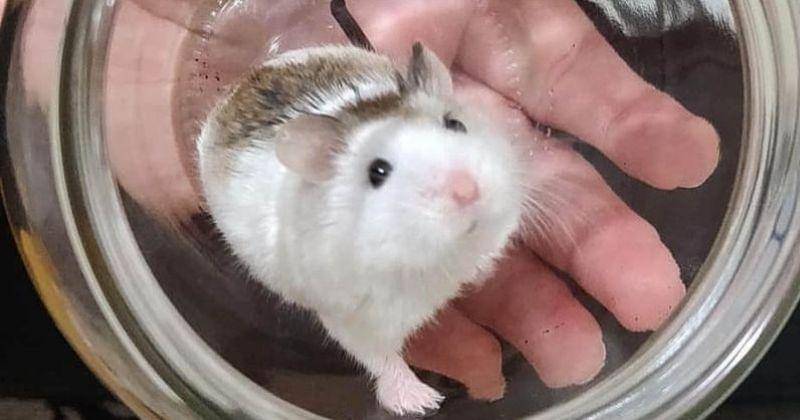 Instagram.com/hamsterinromania