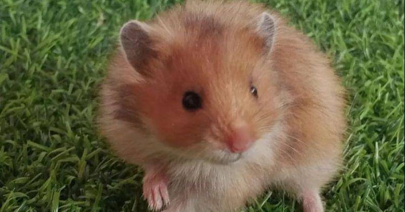 Instagram.com/hammyhamstersemarang