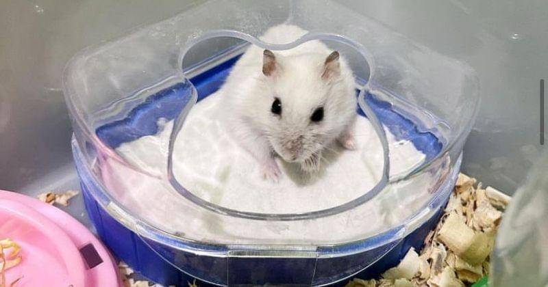 Instagram.com/hamspuffy