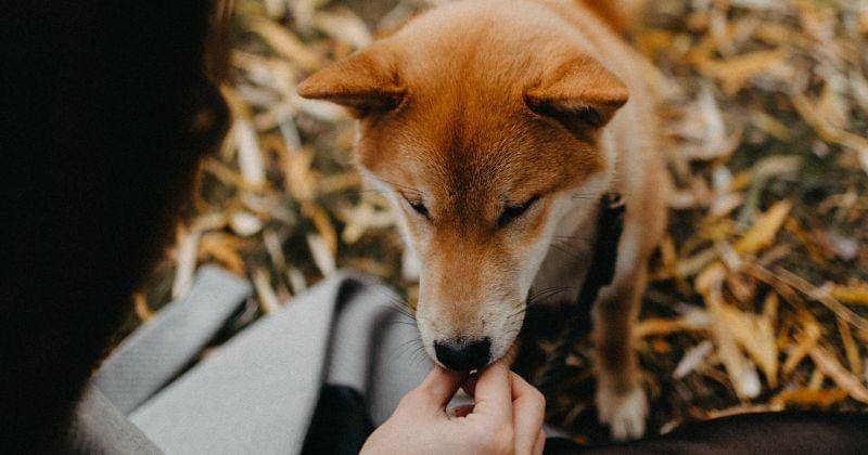 Pexels/Makcim Goncharenok