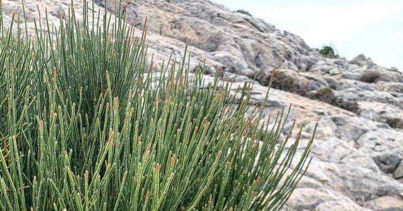 Instagram/Hansachilles