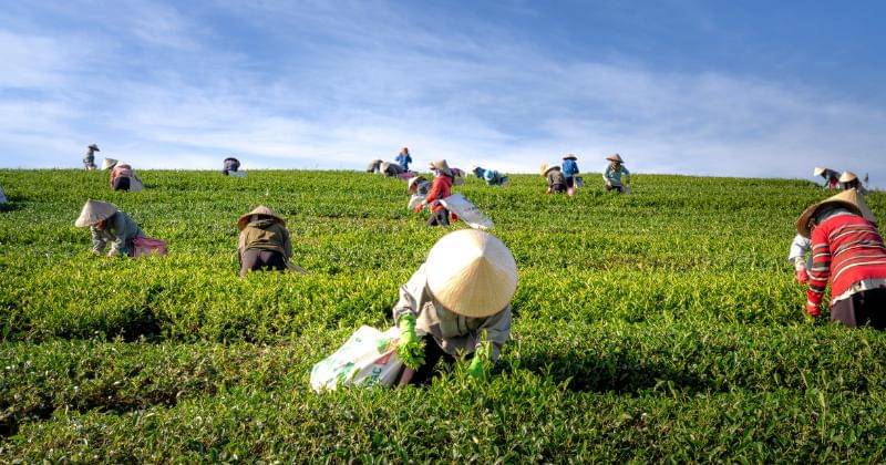 Pexels/Quang Nguyen Vinh