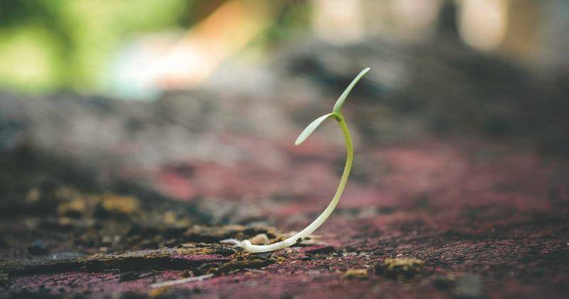 Pexels/Gelgas Airlangga