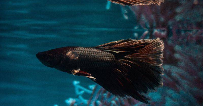 Pexels/Ondosan Sinaga