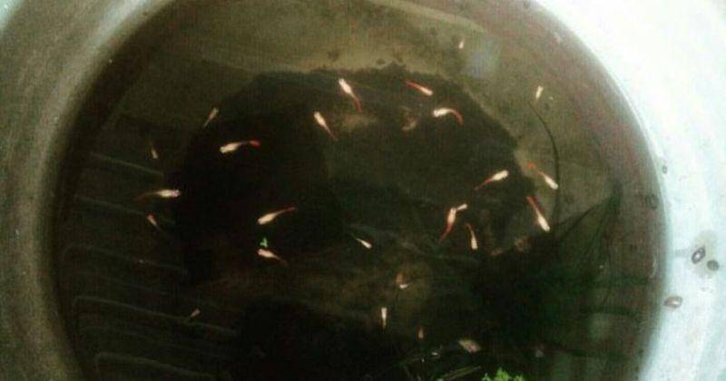 Instagram.com/grandchiefer