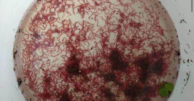 Instagram.com/hafiyyanbetta