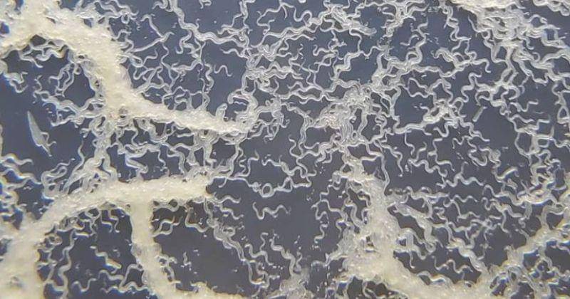 Instagram.com/savagefishshack