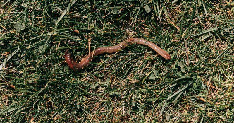 Pexels/Karolina Grabowska