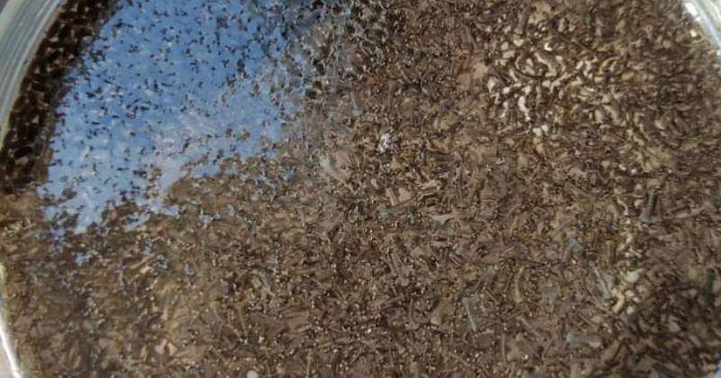 Instagram.com/risfamily.betta