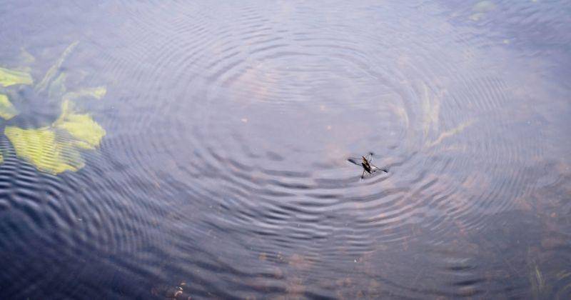 Pexels/Maria Tsegelnik