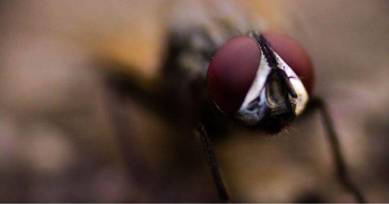 Pexels/the name is karupu