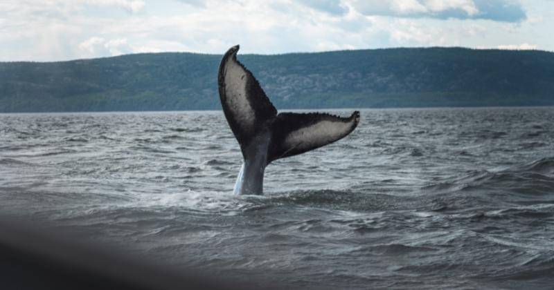 Unsplash/Jaunathan Gagnon