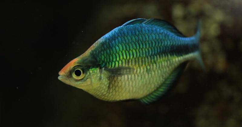 Unsplash/Richard Burlton