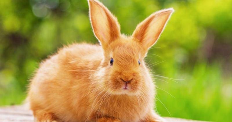 Freepik/pereslavtseva