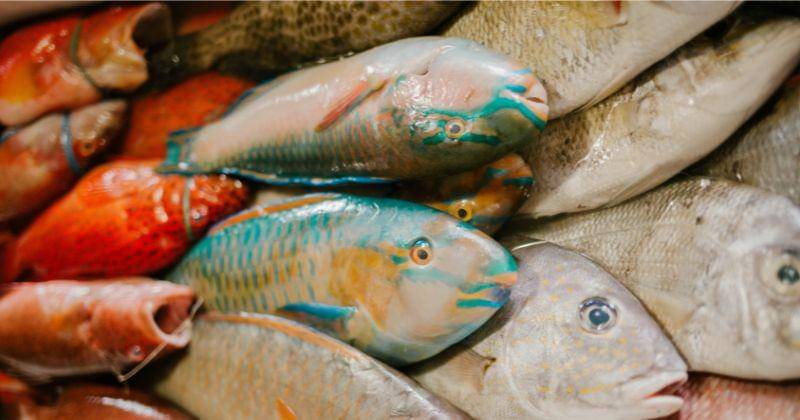 Pexels/Julia Volk from Pexels